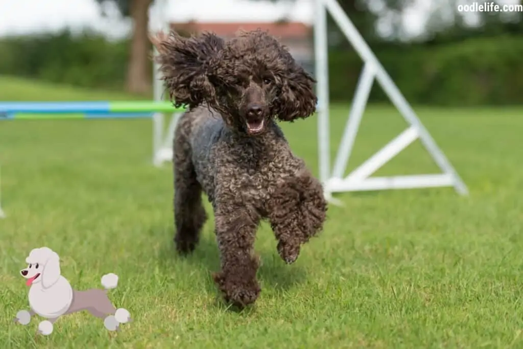 are poodles hyper exercising black poodle