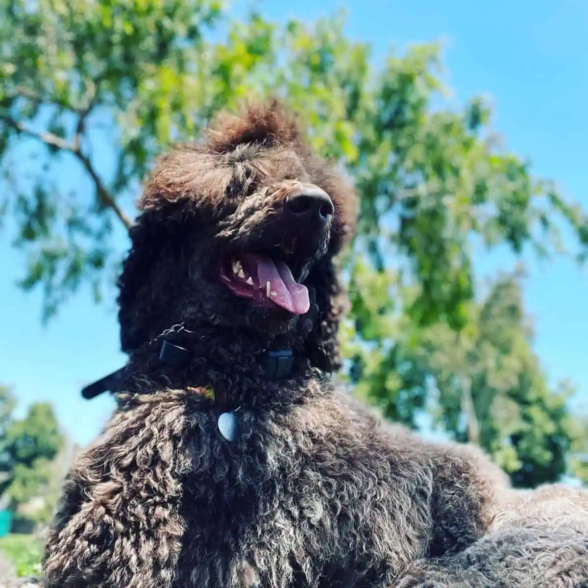 Poodle in hot weather