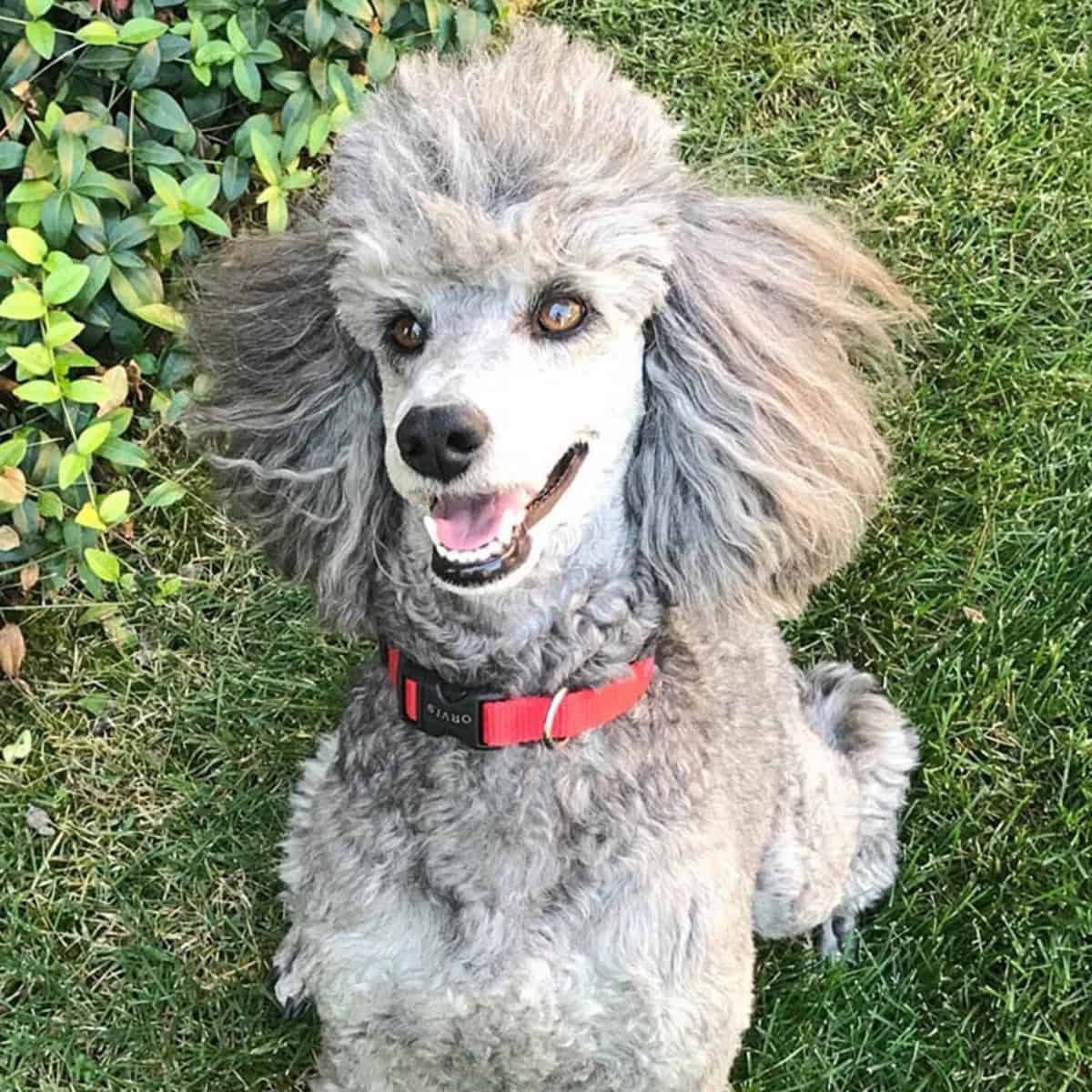 Poodle learning new tricks