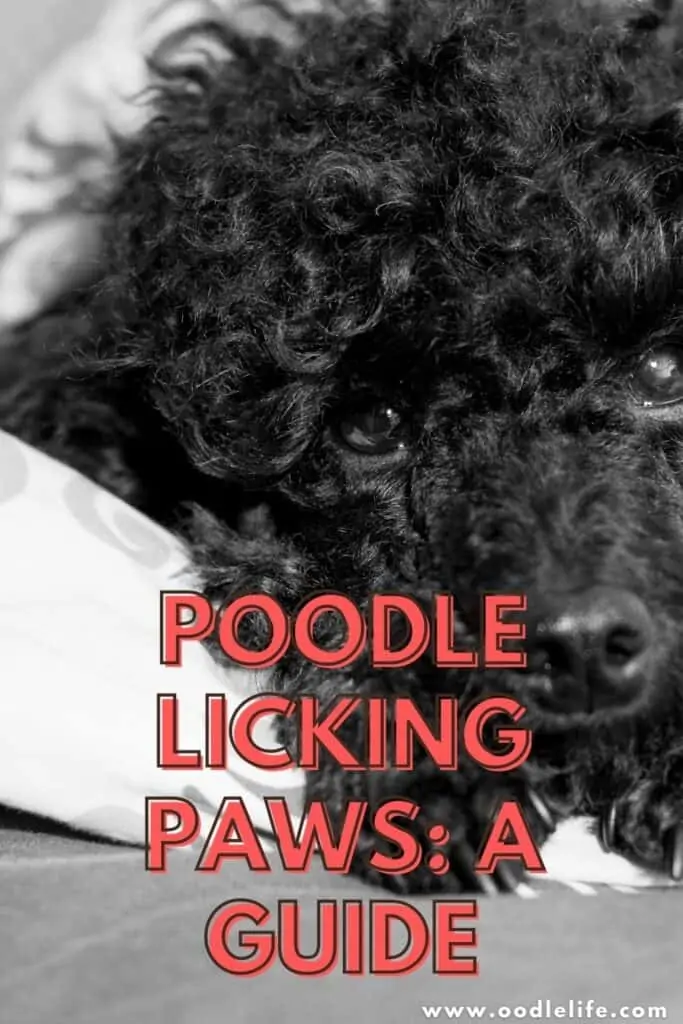 poodle licking paws