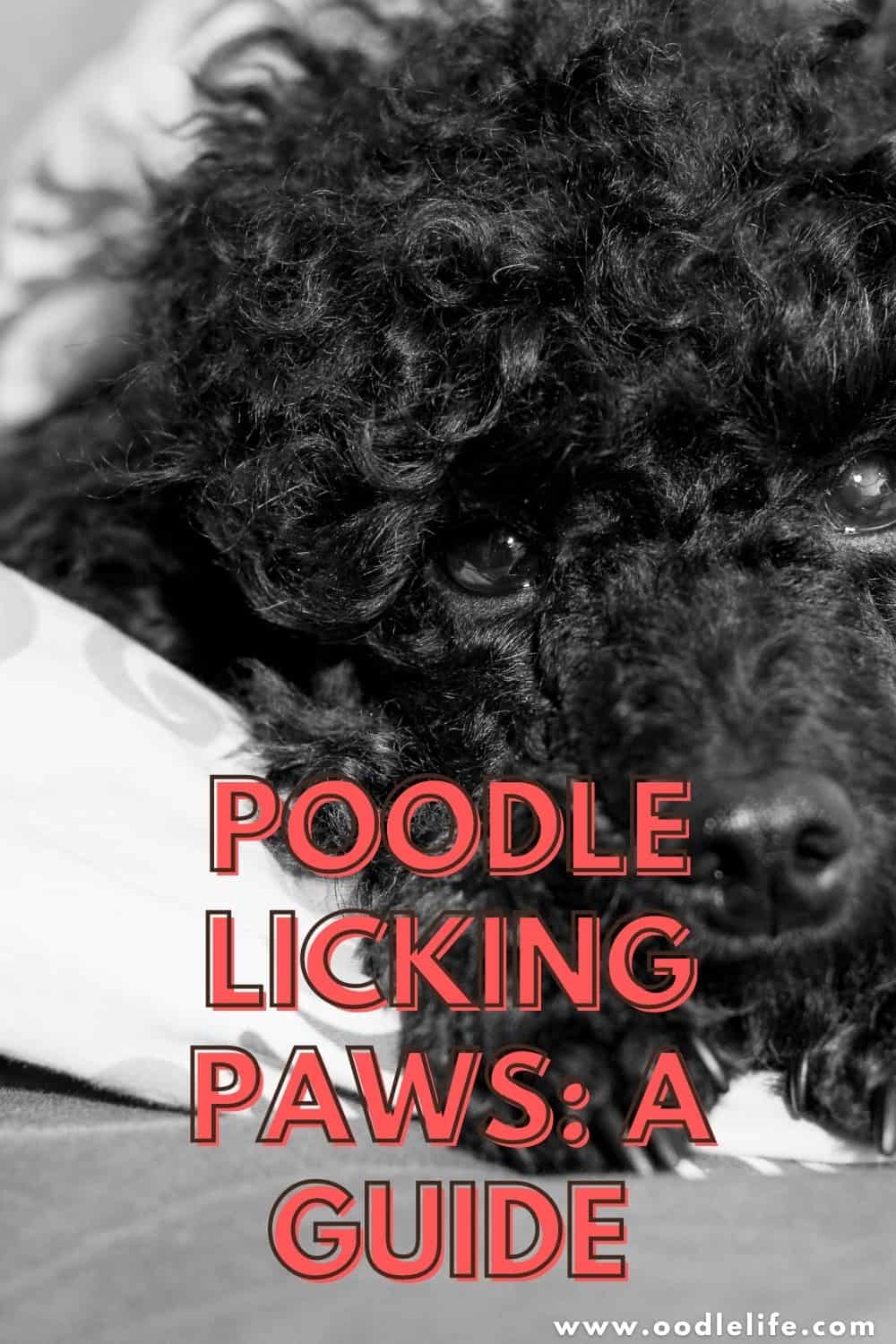 Poodle Licking Paws (Is It Bad?) Oodle Life