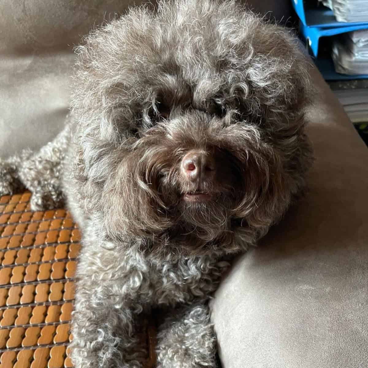 Poodle needs a trim