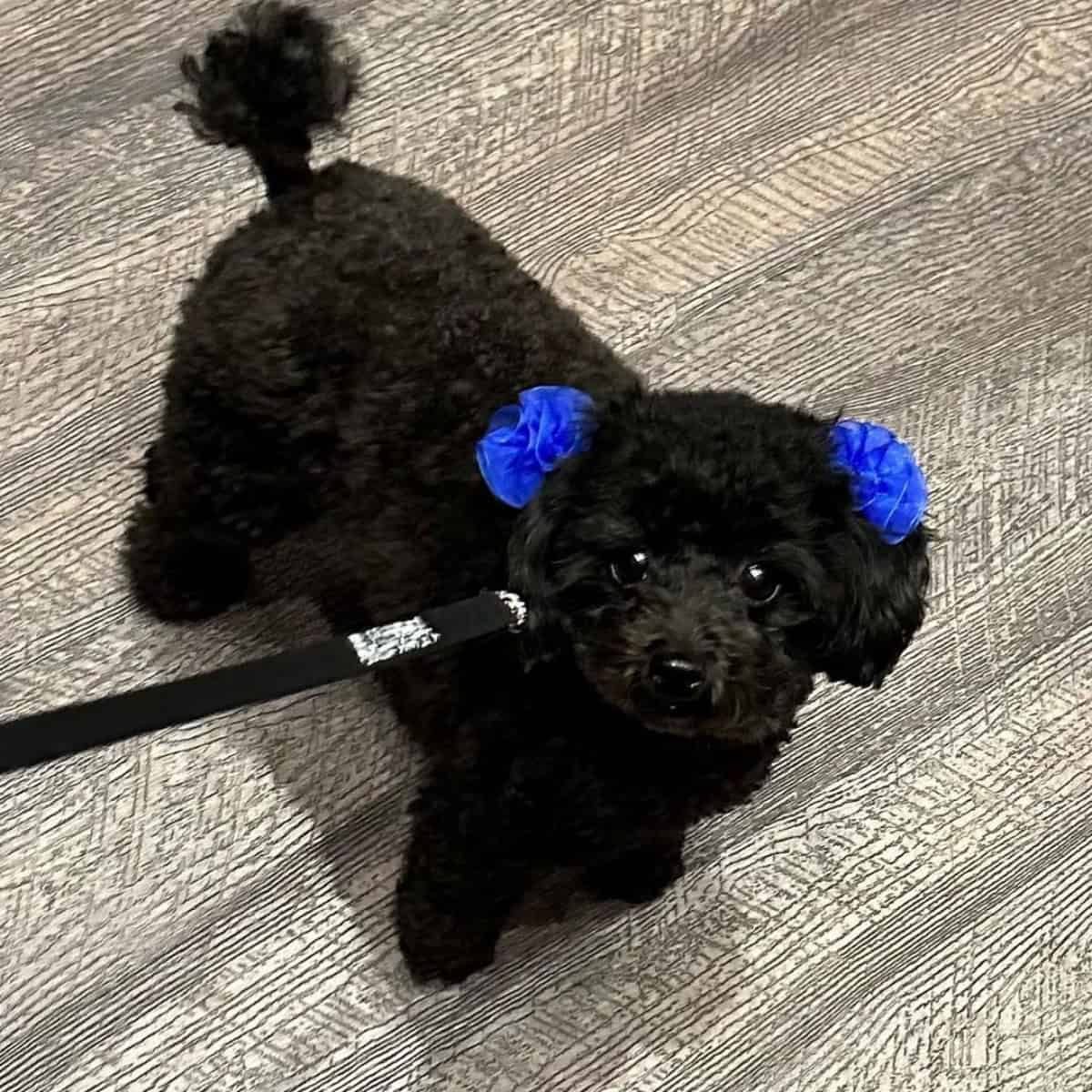 Poodle off for walk