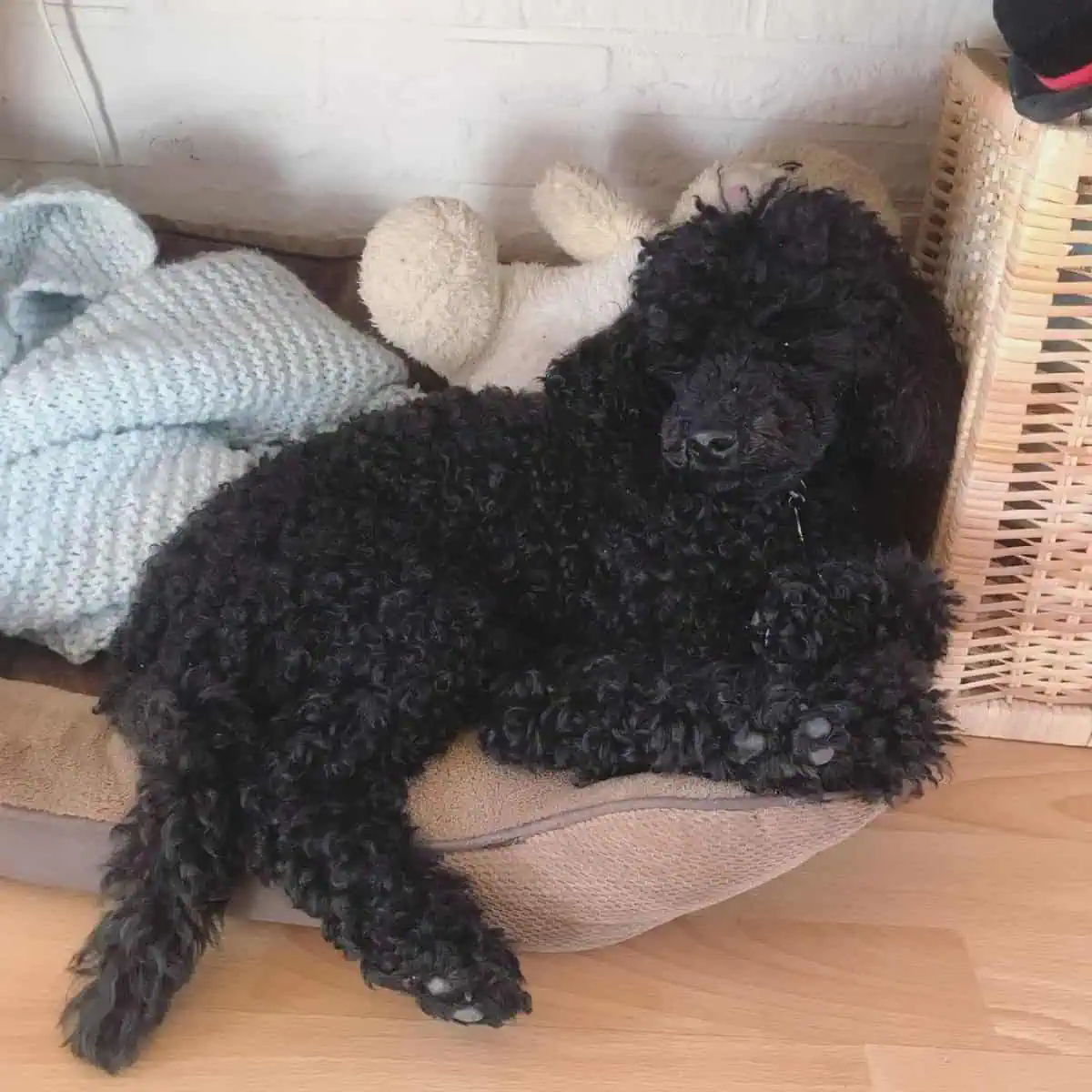 Poodle on his bed