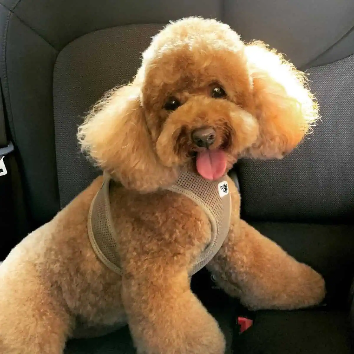 Poodle panting inside car