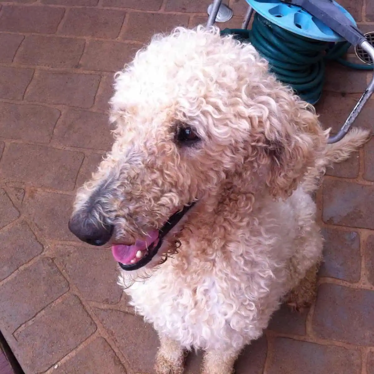 Poodle prefers to sit