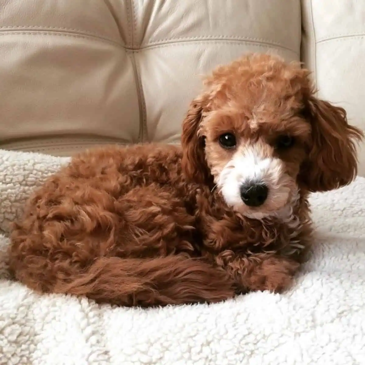 Poodle puppy curls up