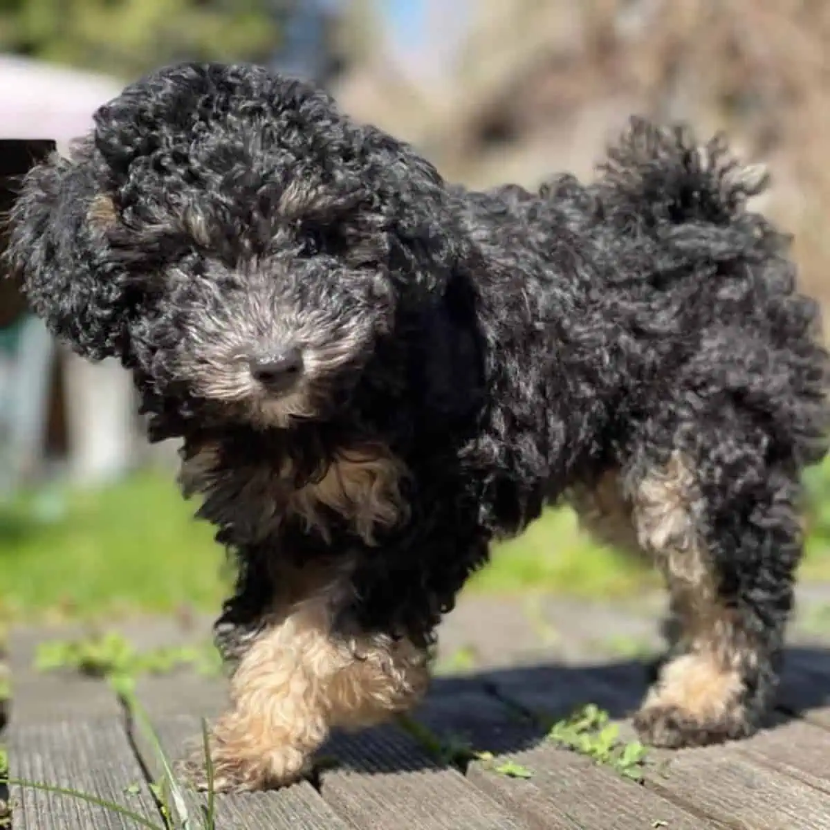 Poodle puppy enjoys outdoors