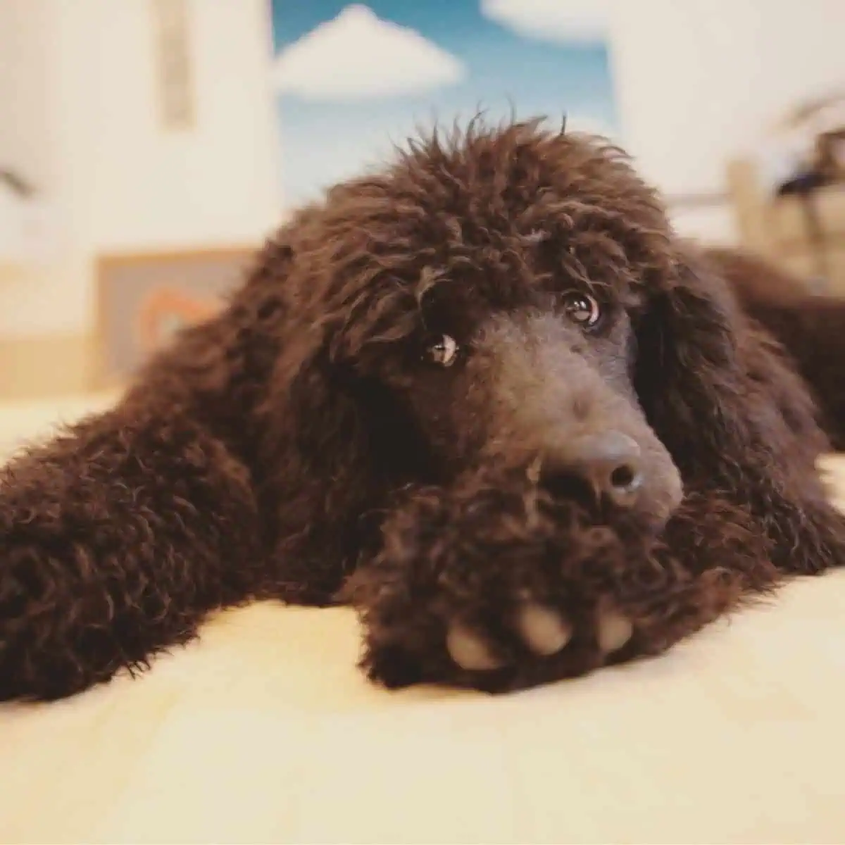 Poodle puppy licks paw