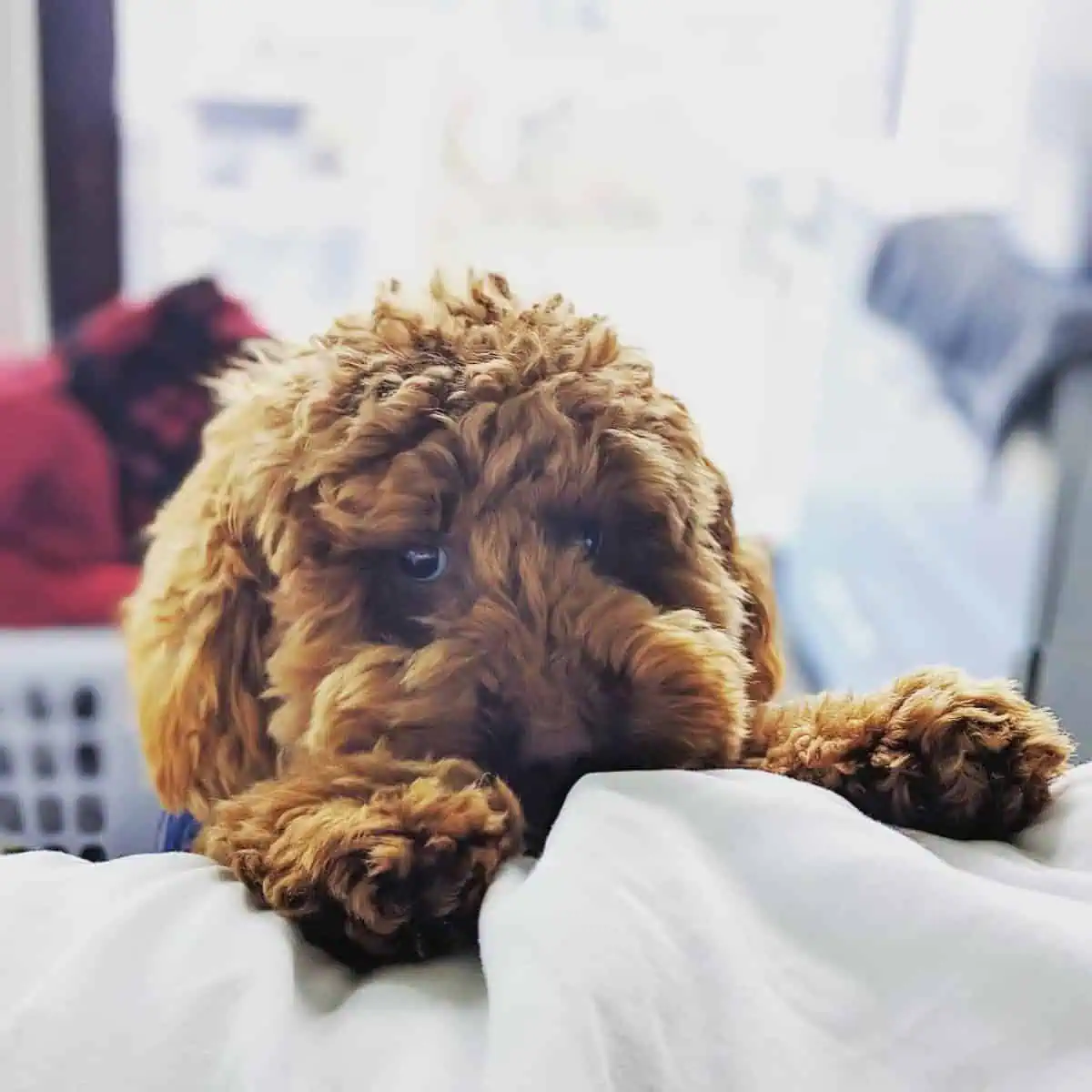 Poodle put his paws on bed