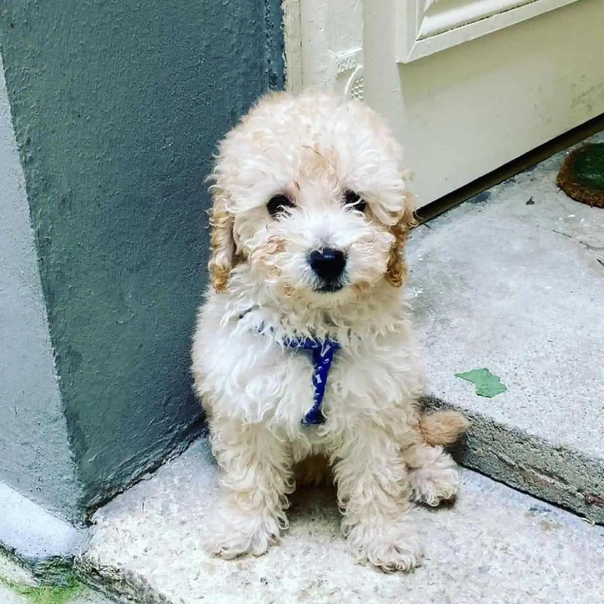 Poodle ready for walk