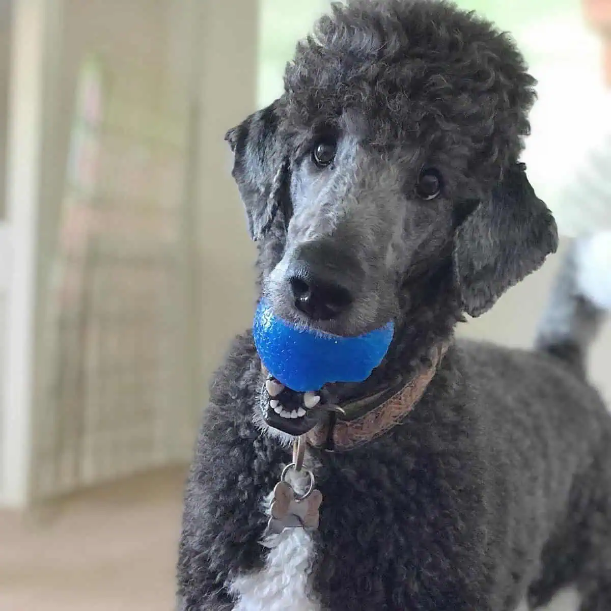 Poodle ready to play a ball