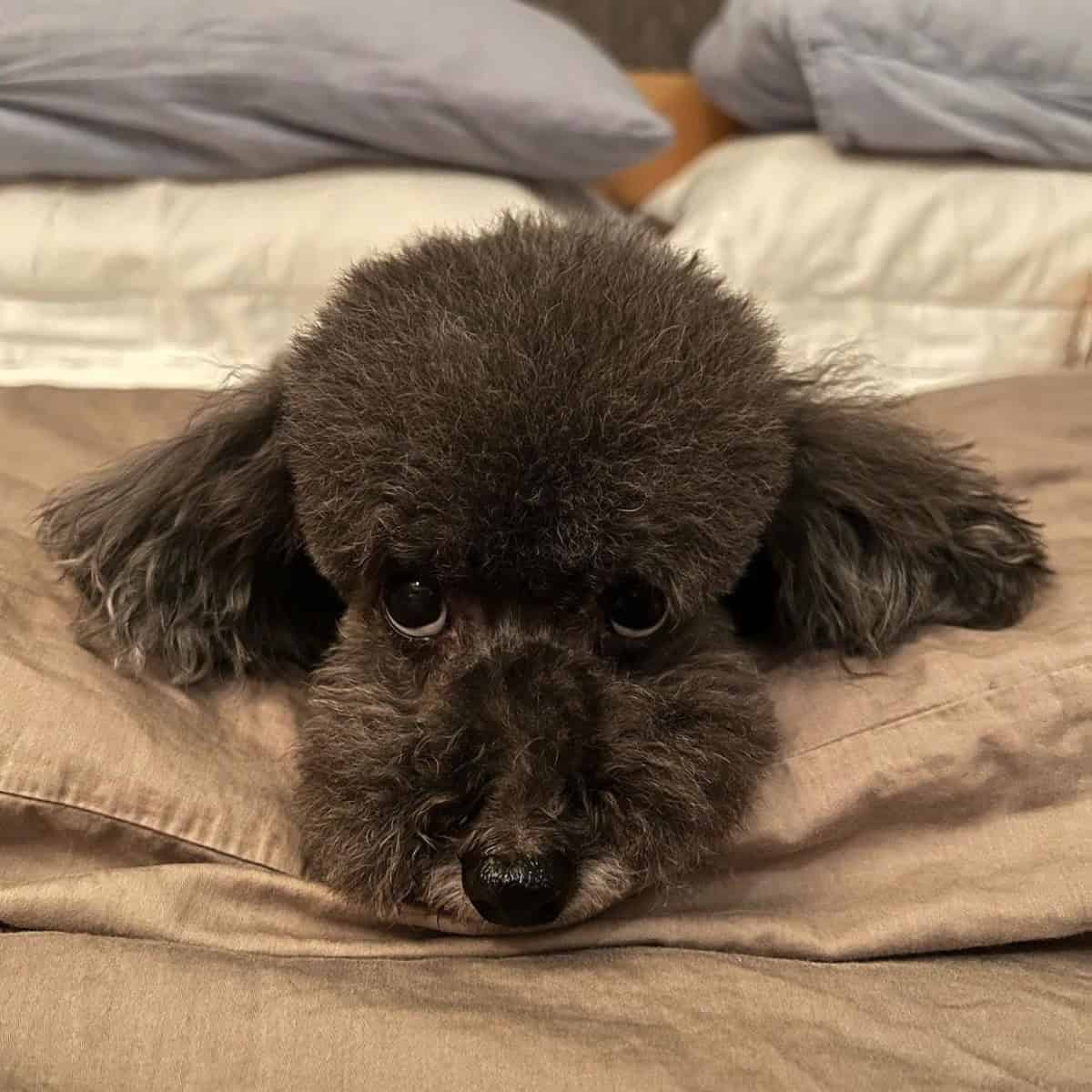 Poodle resting mode