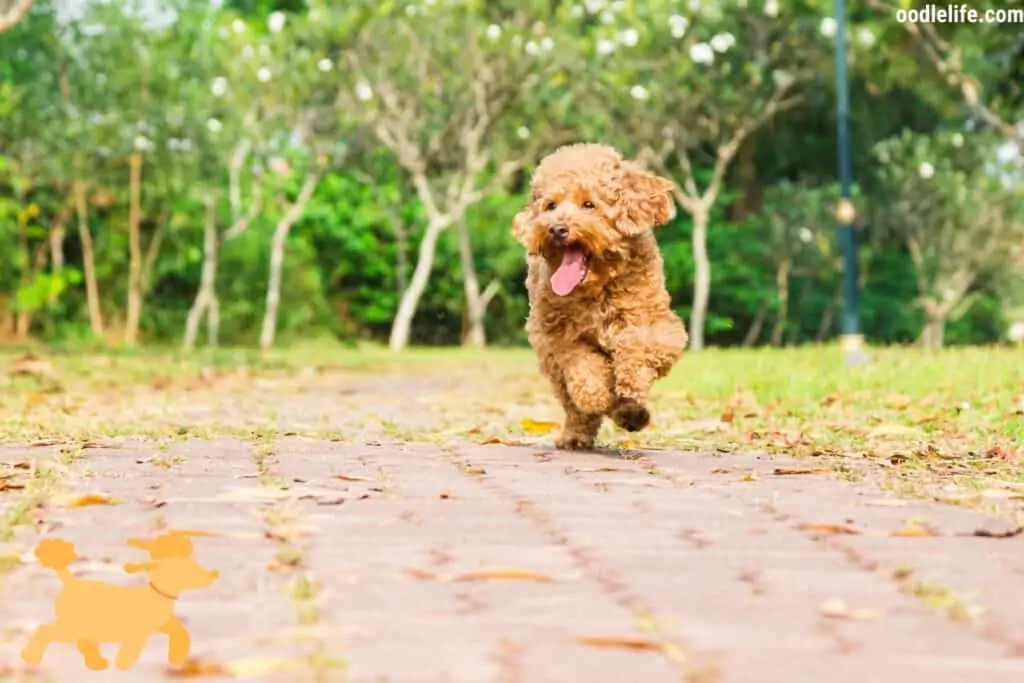 Poodle running outside