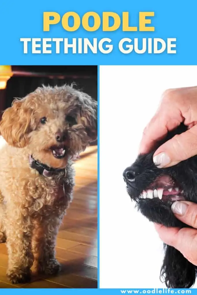 poodle teething guide