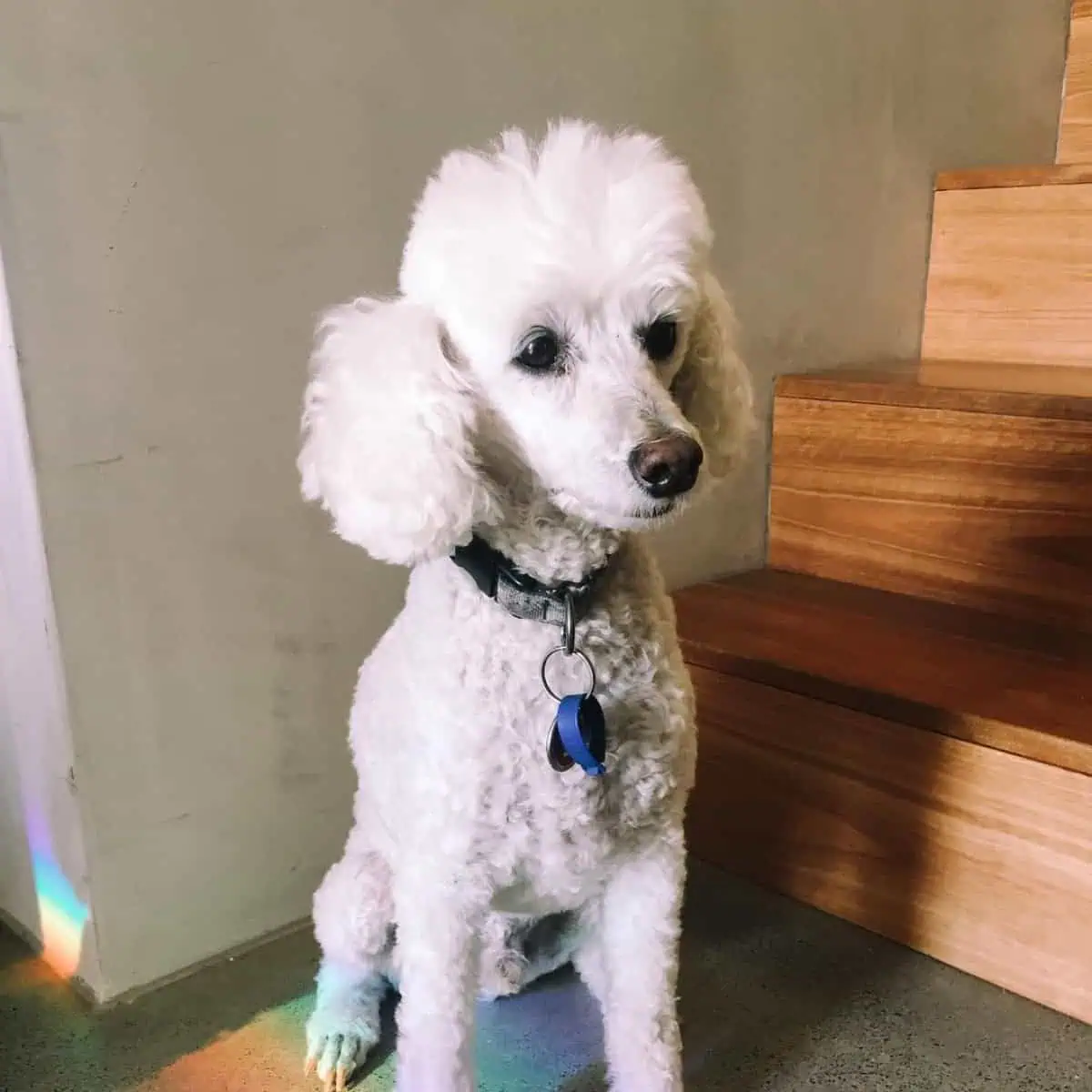 Poodle waits for food