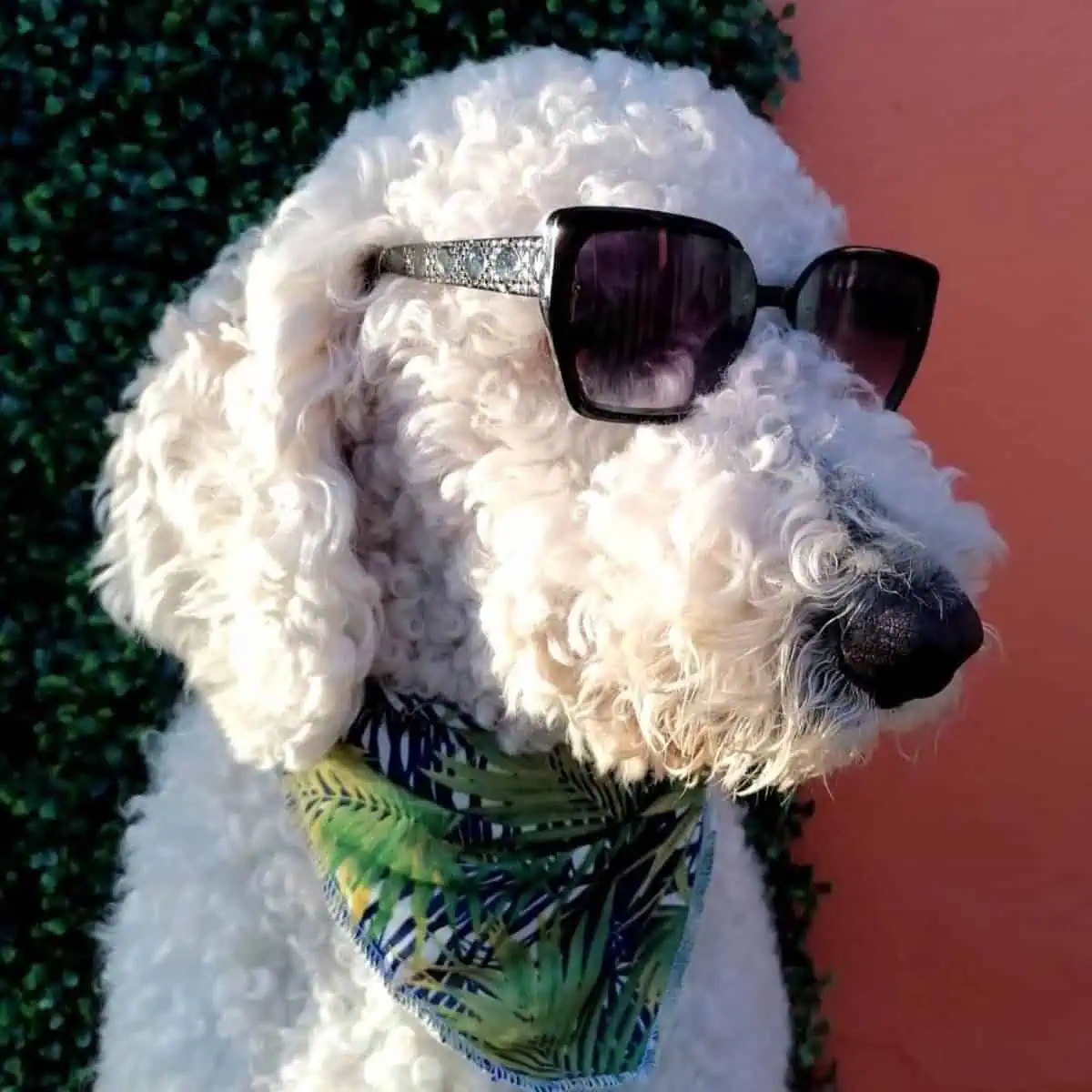 Poodle wearing sunglasses