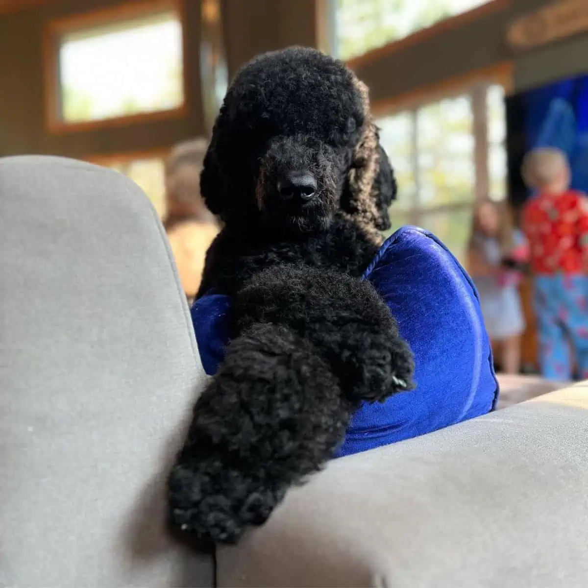 Poodle with itchy paws