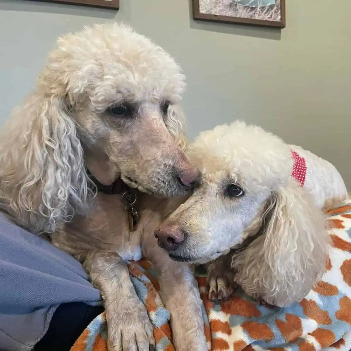 Poodles lying on couch