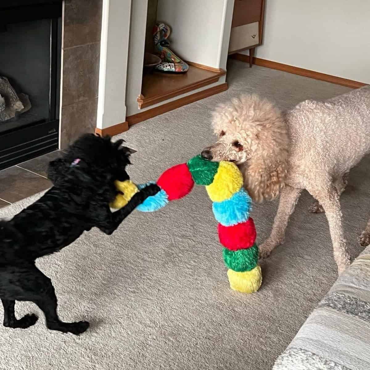 Poodles playing tug-of-war