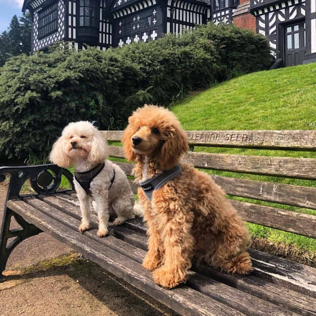 prim and proper Poodles