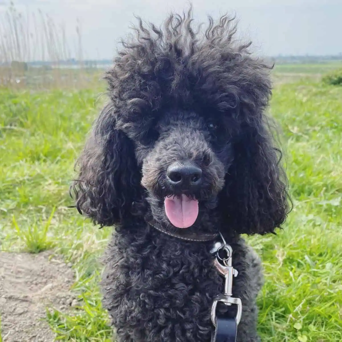 quick stop of Poodle