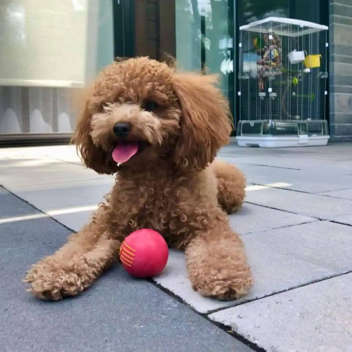 red ball for Poodle
