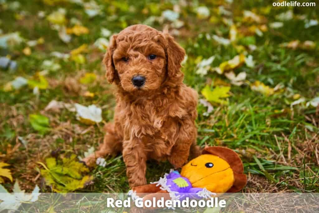 red goldendoodle coat color