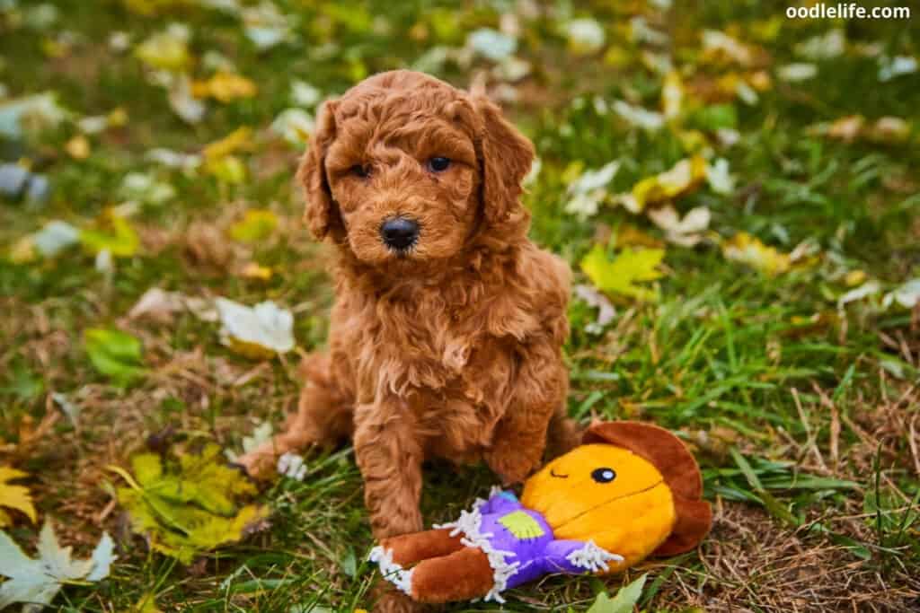 red goldendoodle puppy