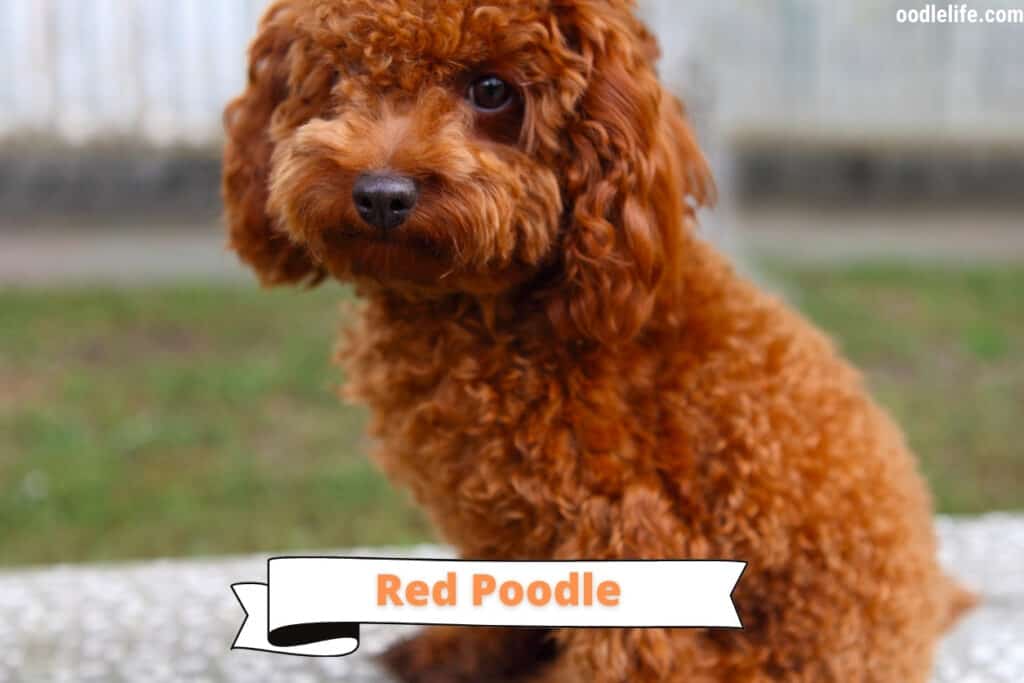 how much is a red toy poodle