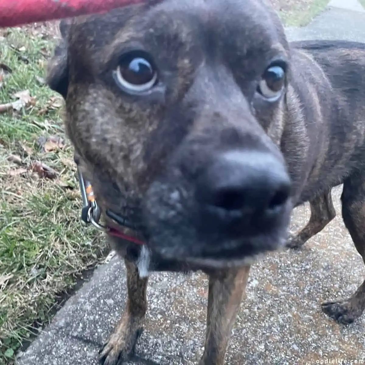 rescued dog looks scared