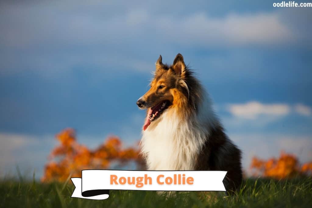 rough collie outside