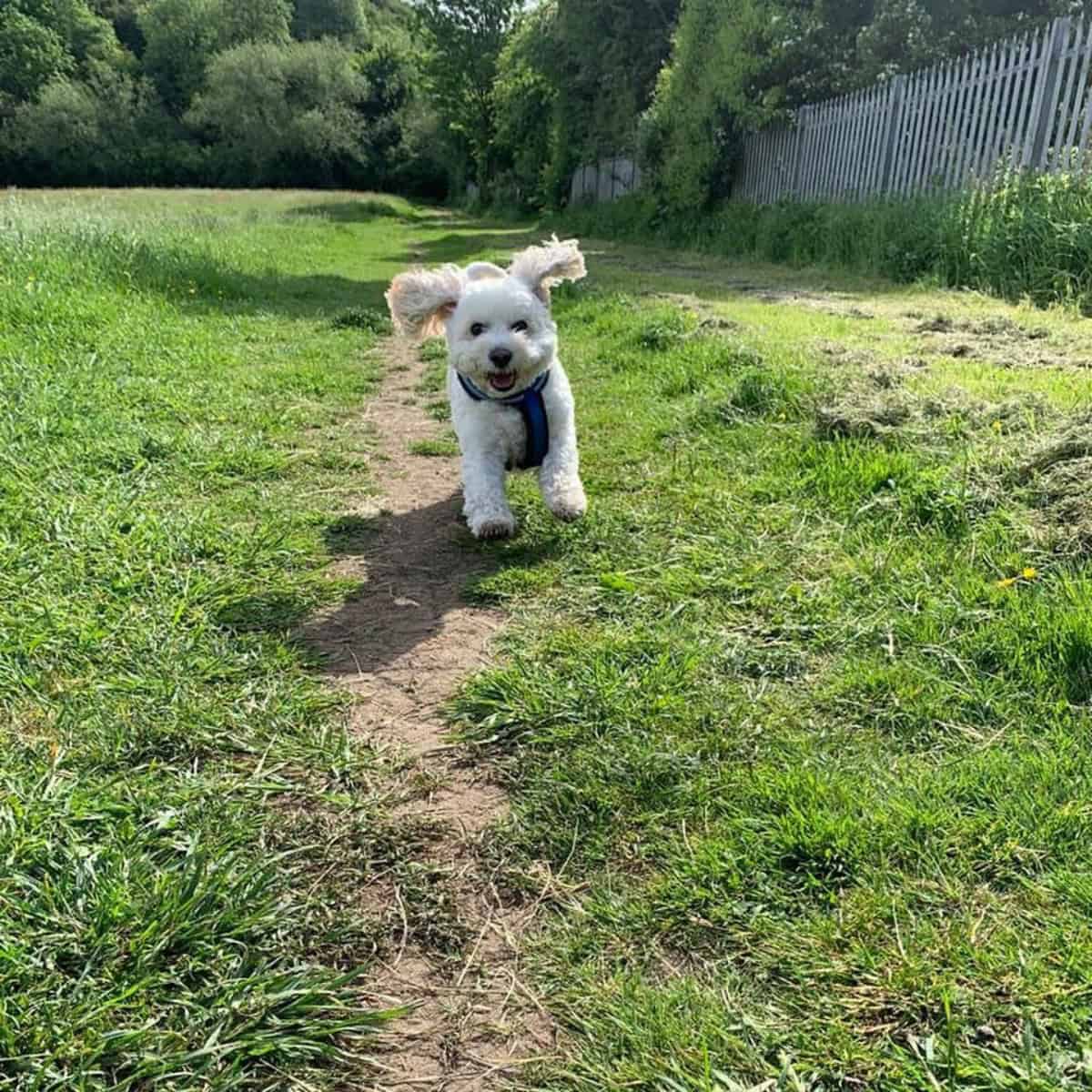 running Cavapoo puppy