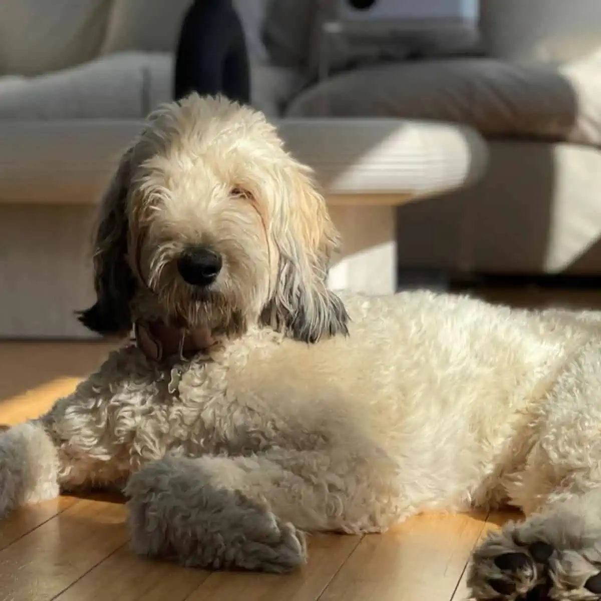 sable Goldendoodle sunbathing indoor