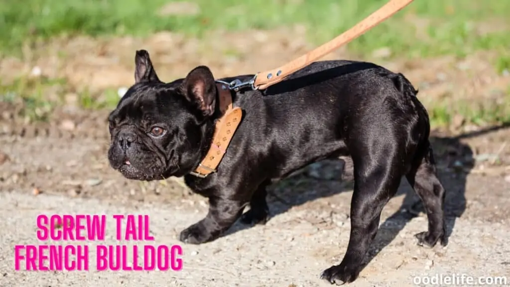 screw tailed french bulldog