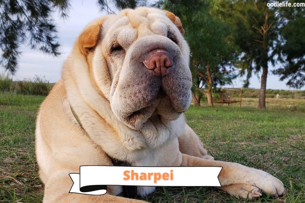 sharpei dog