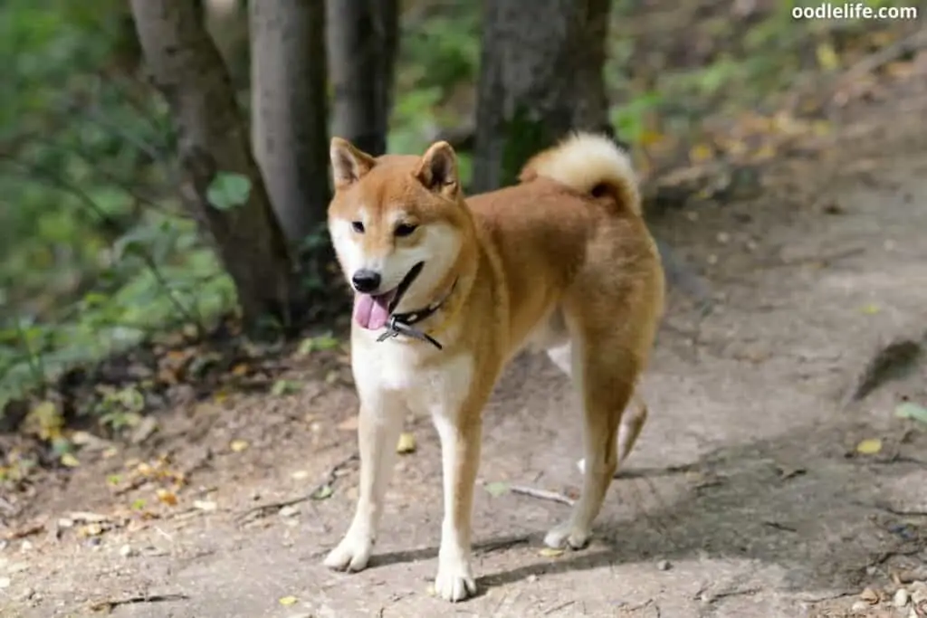 shiba inu dog outdoors