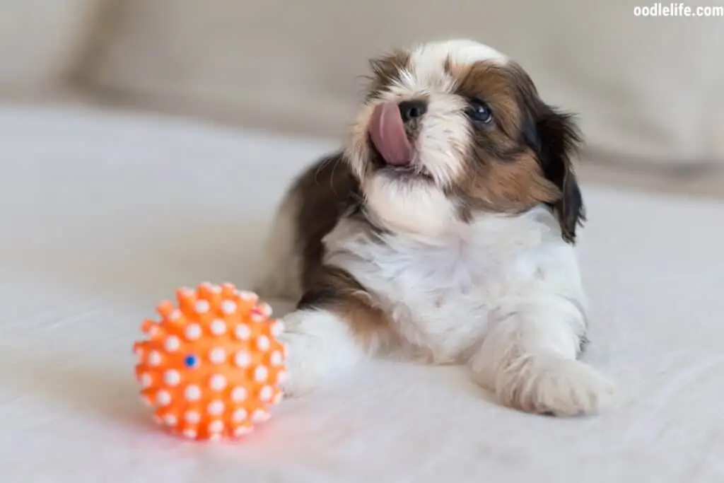 Shih Tzu puppy licks tongue out