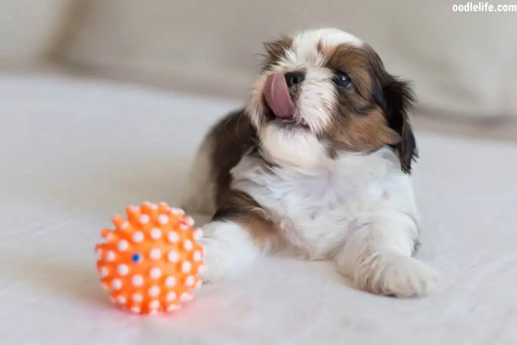 shih tzu puppy licks tonuge out