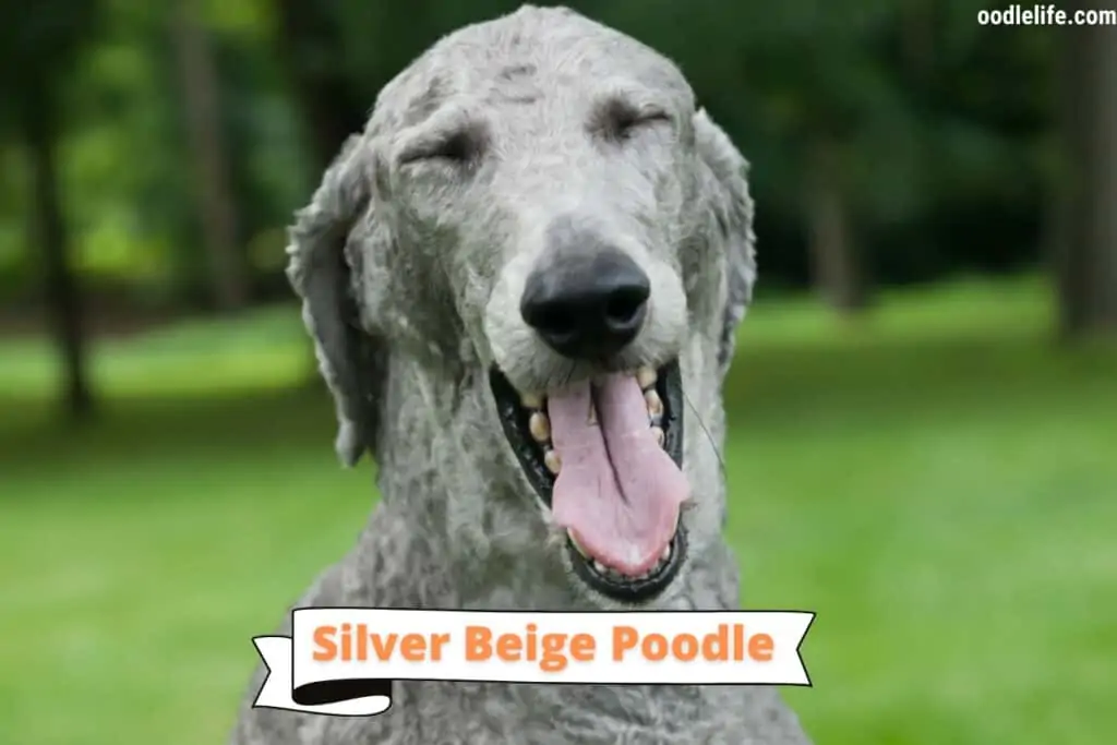 silver beige poodle