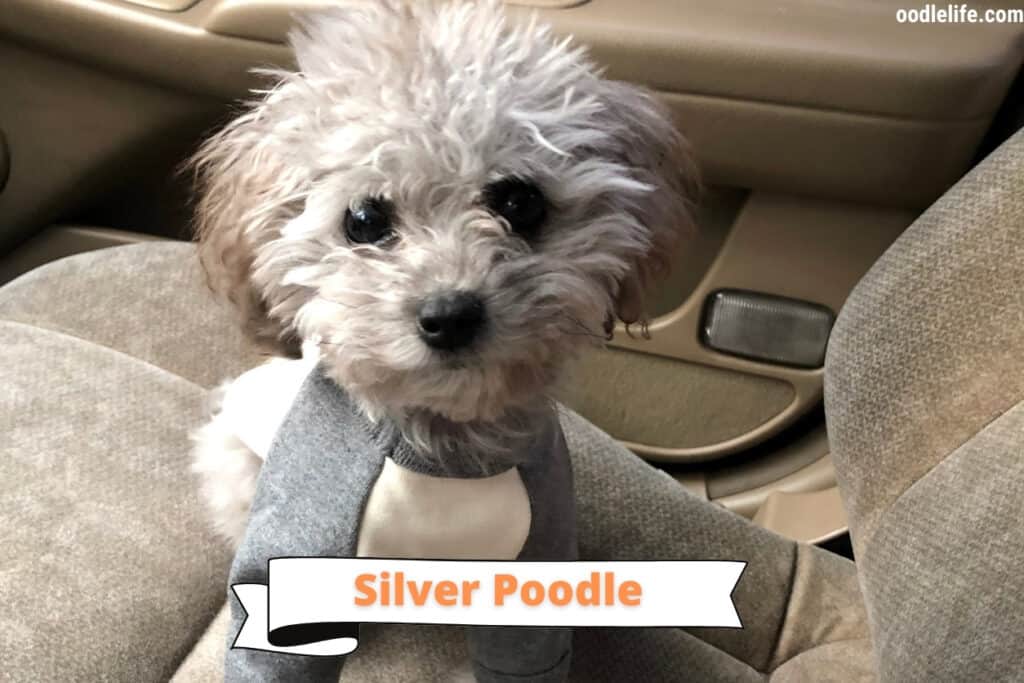 silver poodle coat