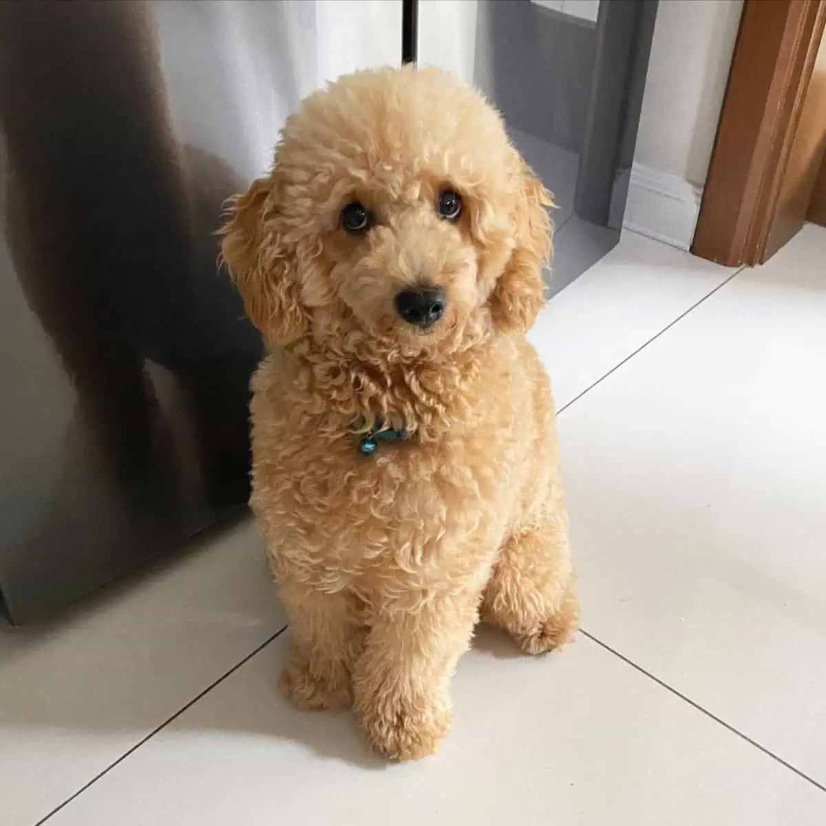sitting Poodle listening to owner