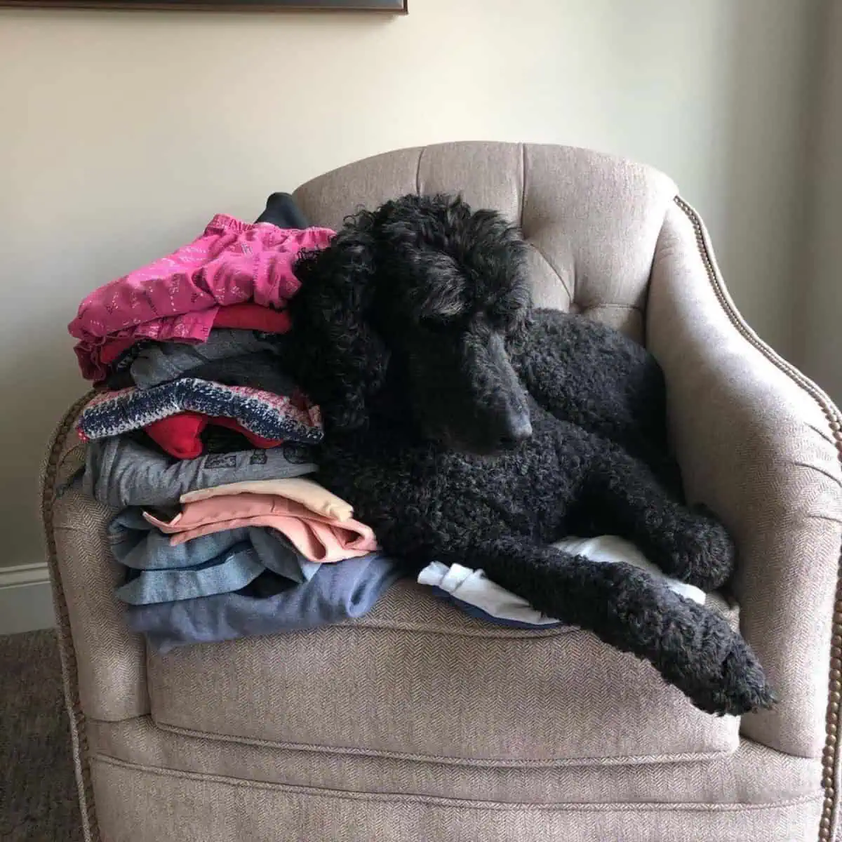 sitting Poodle with paw itching