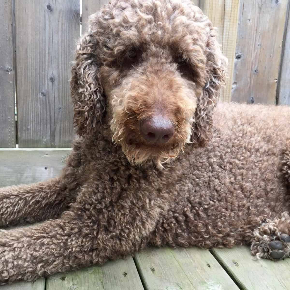 sleepy curly Poodle