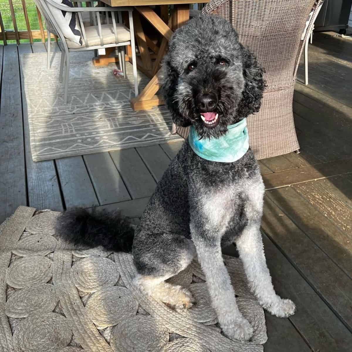 smiling phantom Goldendoodle sits on the floor