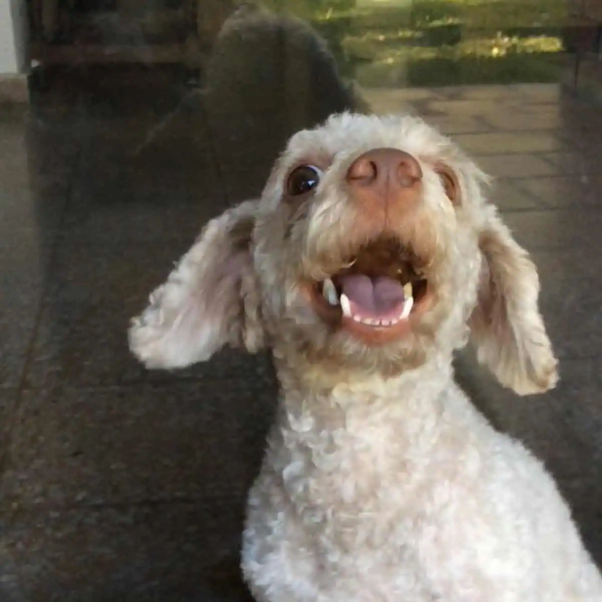smiling Poodle