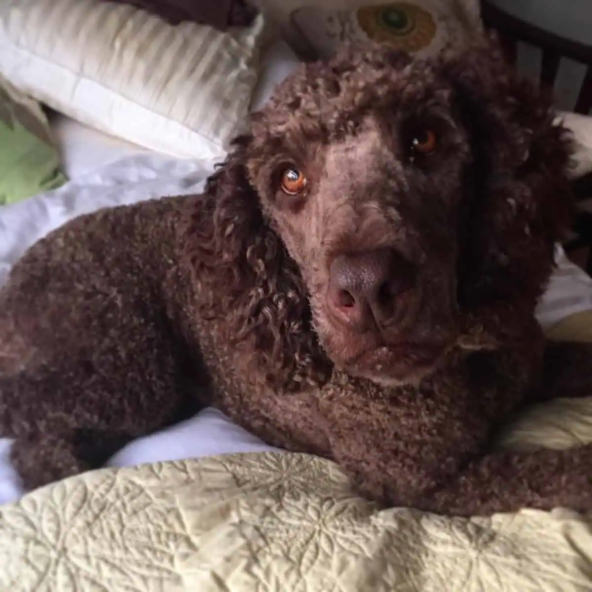 Standard Poodle staring at the ceiling