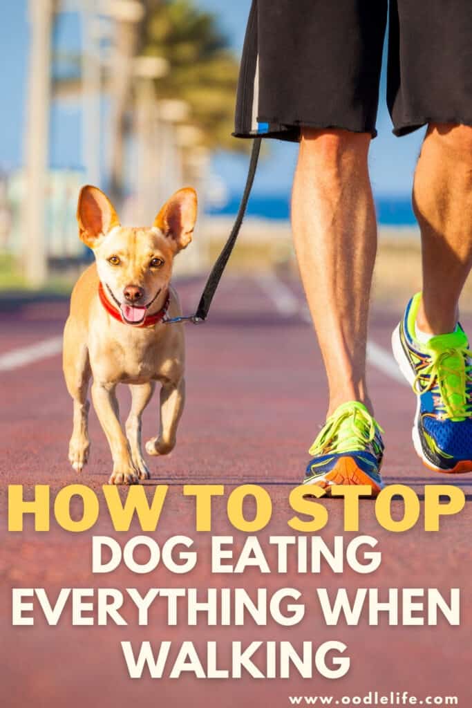 how to get dog to stop eating everything