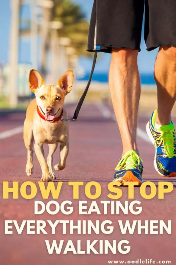 stop dog eating everything on walks