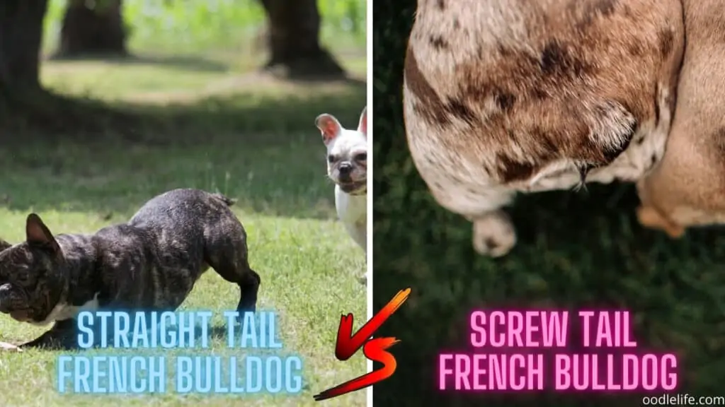 straight tail vs screw tail frenchie